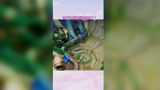 王者荣耀：终于让我逮到现成的了