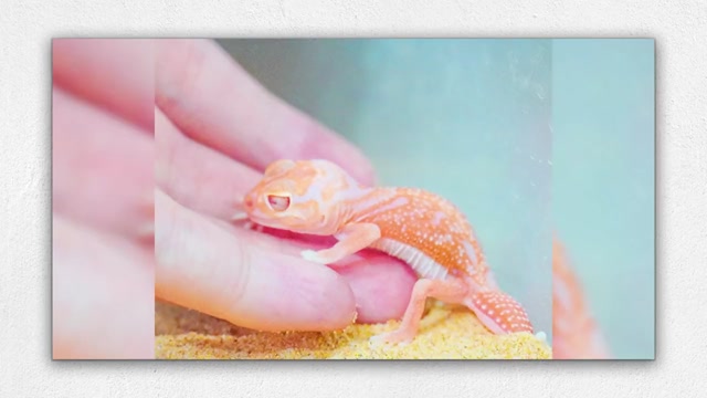 草莓软糖味蜥蜴趴在手上粉嫩柔软一口吃掉