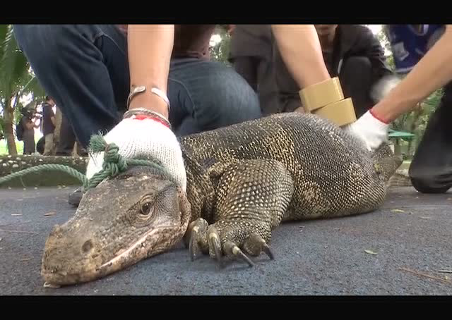 40只侏罗纪巨蜥潜伏公园吓傻民众,巨大身形堪比鳄鱼