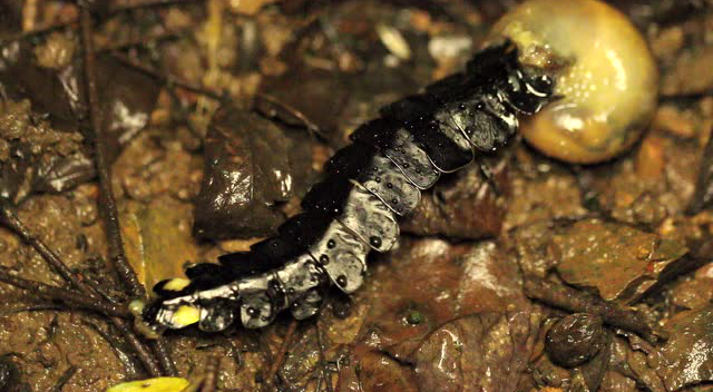 扁萤幼虫吃蜗牛