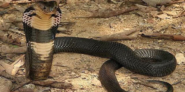 雄蛇与雌蛇交好遭拒,却兽性大发,将其吞下!