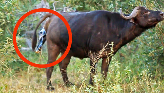 实拍母水牛受尽折磨产下幼崽,成功生下后不忘舔自己的孩子