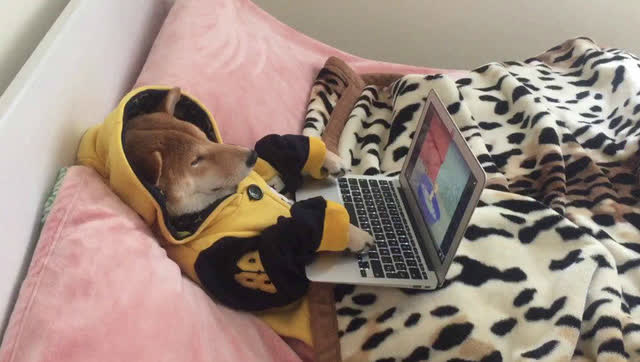 柴犬:最喜欢躺在床上端着电脑看猫和老鼠!