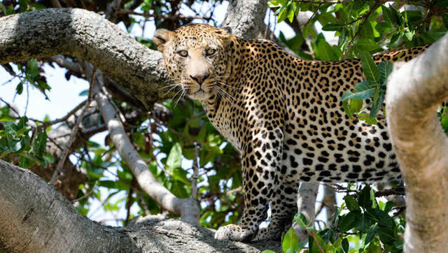 花豹在高树上飞来飞去秒杀猴子,犹如插了一对翅膀