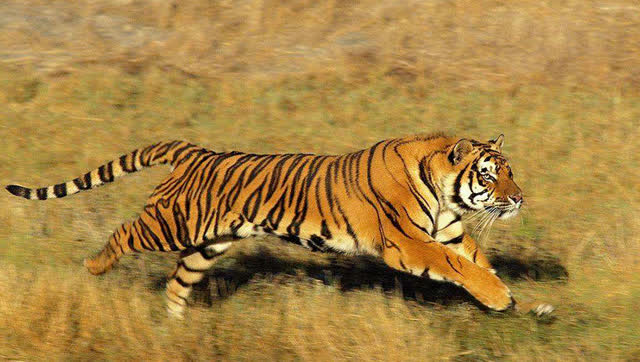 老虎飞奔猎杀大鹿,动作干净麻利快