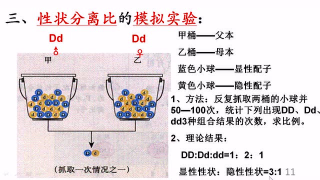 分离定律2-重要概念及性状分离比的模拟实验