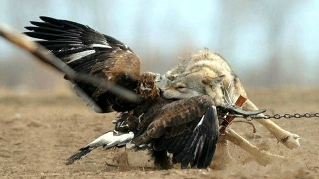 老鹰捕食狼图片
