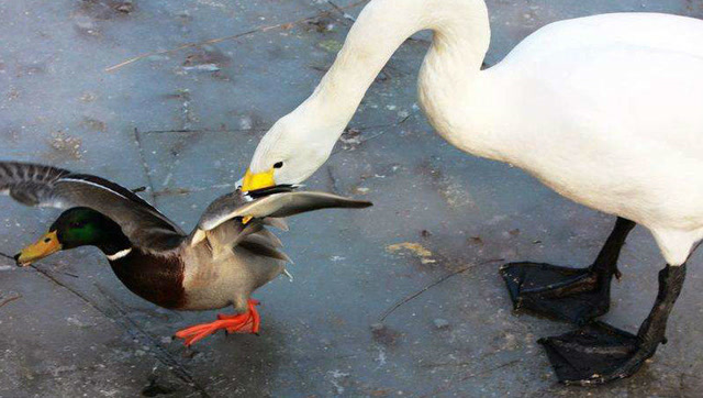 鸭子被鹅欺负 最后放出大招 拼个你死我活