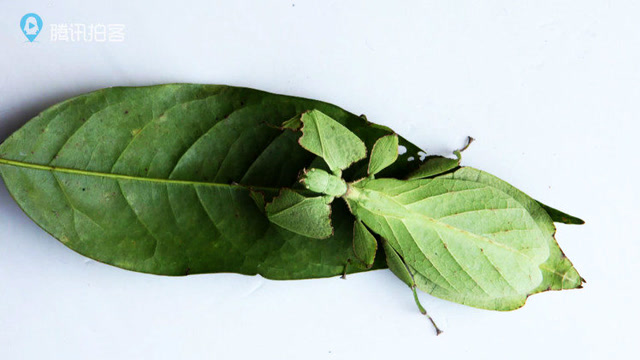 会走路的树叶  罕见的滇叶39 你见过吗?