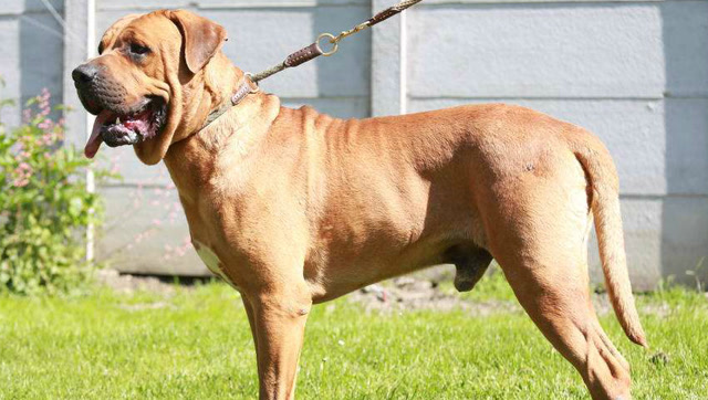 号称亚洲斗犬之王,凶猛德国黑背遇到日本土佐也只有挨打的份