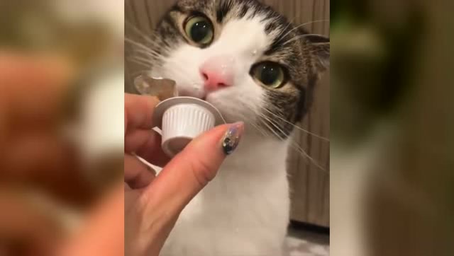 猫咪舔果冻,好认真哦,像小孩子