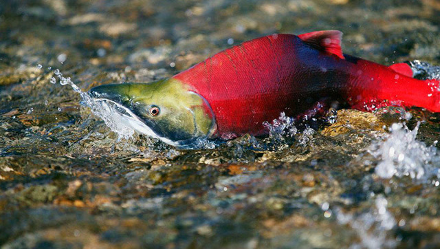 现实版鲤鱼跃龙门,看来自海洋的红大马哈鱼怎么越过两米高的瀑布