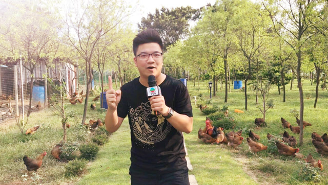 记者访问鸡的感受