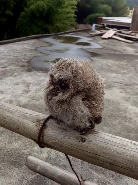 你绝对没有见过这样会摇头的猫头鹰