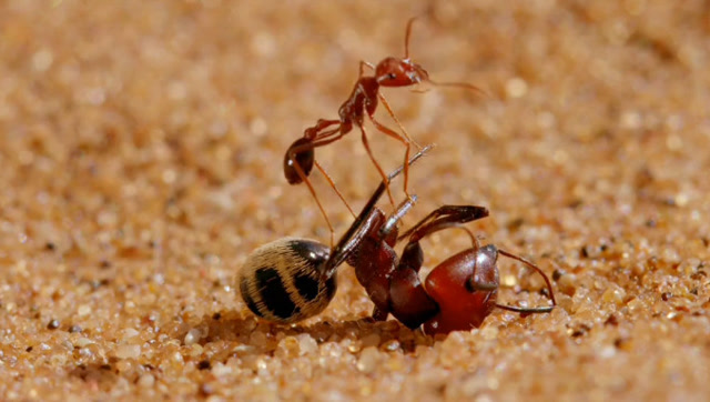 惊险!沙漠蚁狮,蜘蛛巧设陷阱捕食蚂蚁,上演动物世界36计