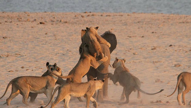 动物大战!12头狮子围攻大象,大象发怒,疯狂追赶狮子!