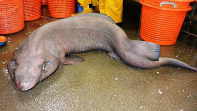 渔民发现神秘怪鲨,体型曼妙极似少女