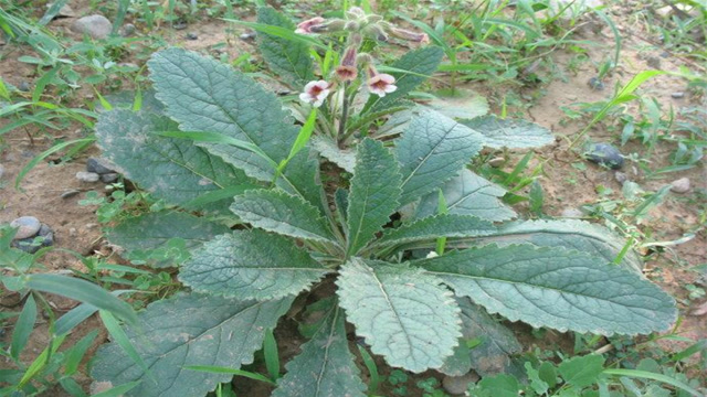 农村一味补肾的好药材,您可能在野外见过,但不一定认识!