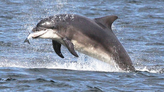 实拍海豚捕猎全过程,团队合作充满高超的智慧!