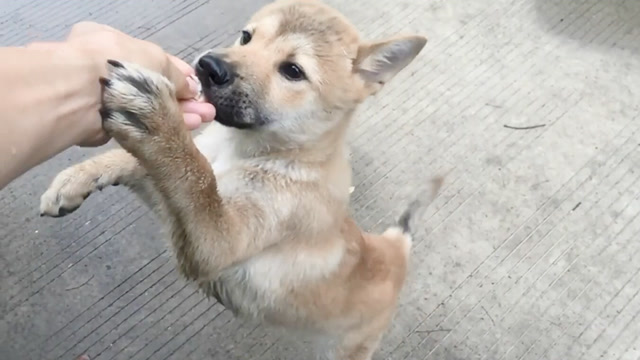 土狗阿黄屁颠屁颠奔向主人,疯狂尬舞,慢动作全是表情包!