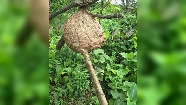 徒手捅马蜂窝,撒腿就跑!