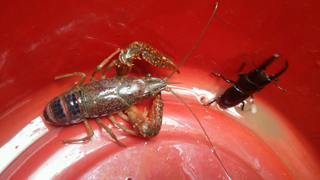 水桶里的虾虫争霸赛