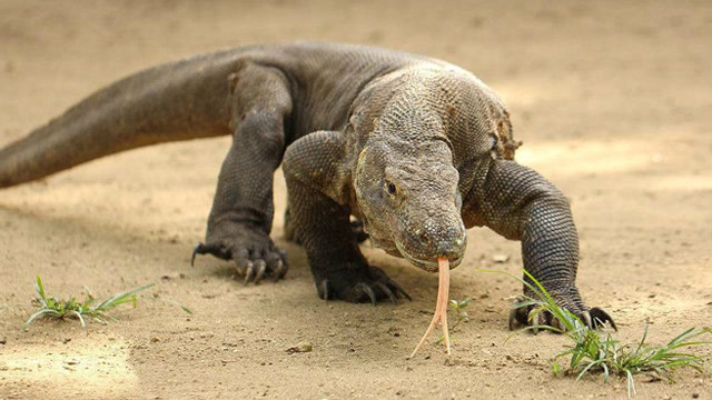 敢跟平头哥对峙 激烈打斗后 科莫多龙得到惨烈下场