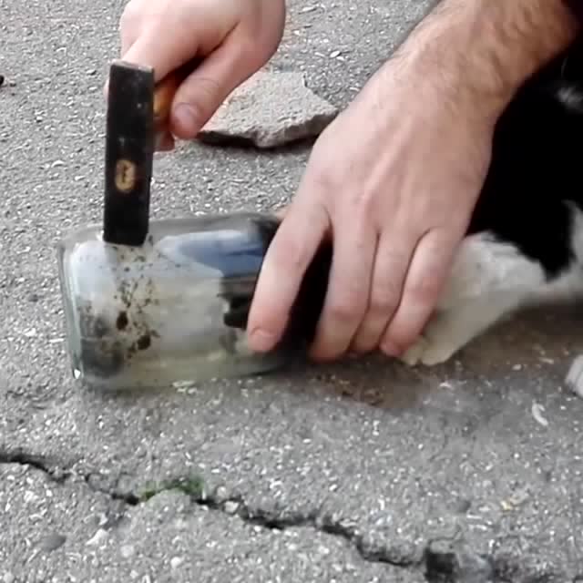 流浪猫差点断气，幸亏遇到好心人