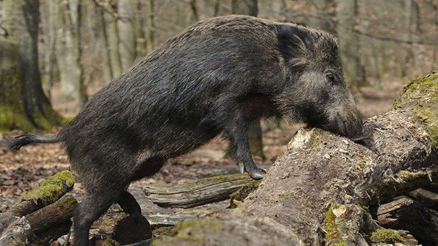 俄罗斯野猪图片