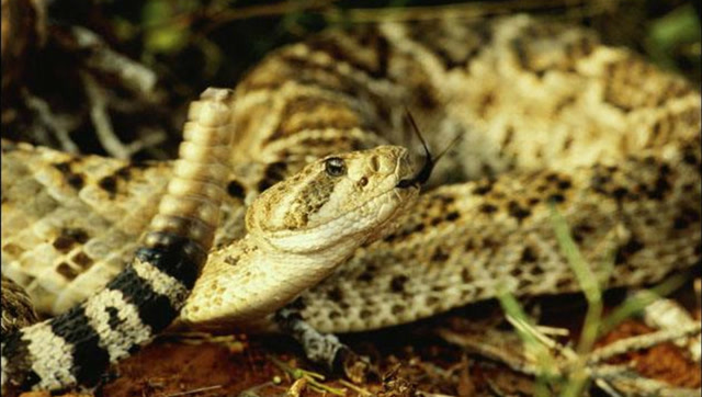 眼镜蛇和响尾蛇这么凶 遇上这只猛兽,分分被秒杀!