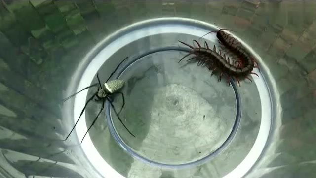 蜈蚣大战毒蜘蛛后,面对毒蛇只能束手就擒!