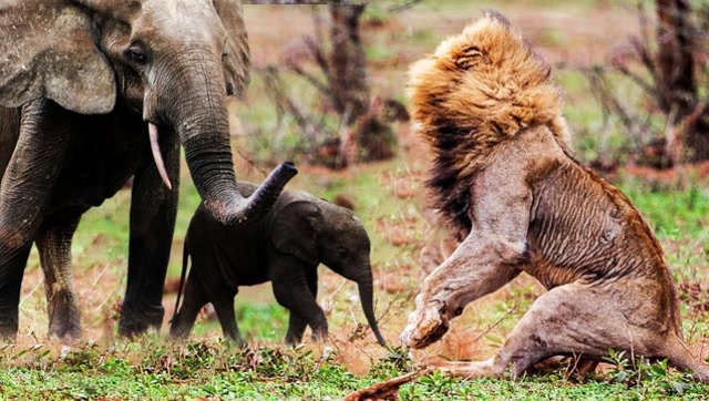 狮子围攻大象母子,小象落单被狮子扑倒,母象赶到为时已晚!