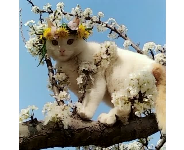 美丽的猫仙子,你喜欢吗?还不赶紧把它抱回家