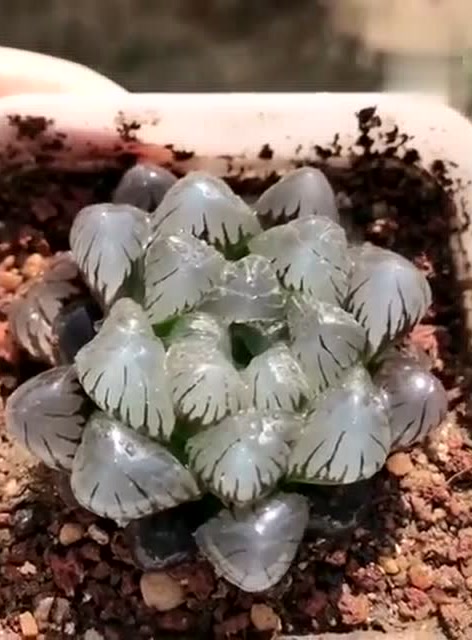 潘氏冰灯,很好养,放窗台养都不会徒长,是不是有种捏爆它的冲动