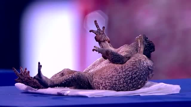 小伙对动物们实施神奇般的催眠术, 就连评委们都鸦雀无声了