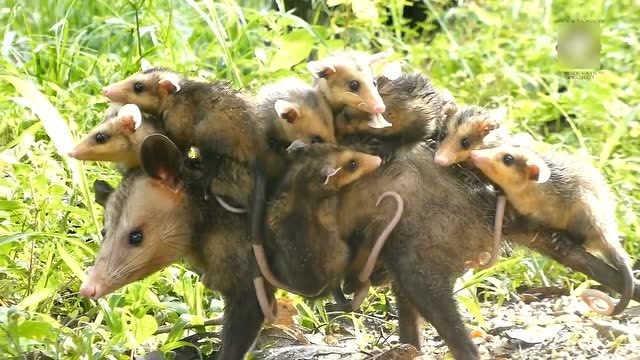 负鼠妈妈真的很伟大,8个孩子一人背