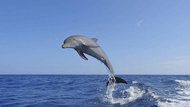 百年一遇,妹子与海豚一起冲浪,真人版美女与野兽太可爱