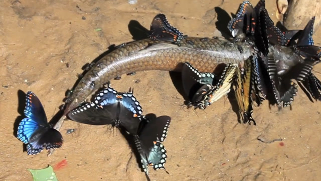 听说过食人鱼食人蚁,可是你们见过食人蝴蝶吗?