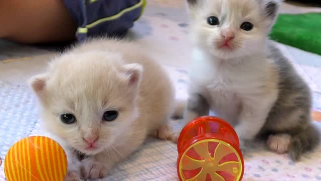 熊孩子家刚出生不久的小猫咪,是不是很可爱?—萌娃:简直太萌了!