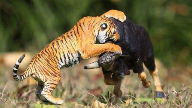 老虎狩猎大战整个牛群,老虎果然是最强大的,差点被野牛顶飞
