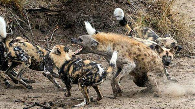 残酷的打斗!实拍鬣狗被野狗围攻夺食