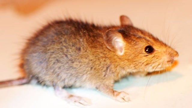 一只老鼠被逼无奈跳楼自杀,这一跳粉身碎骨!