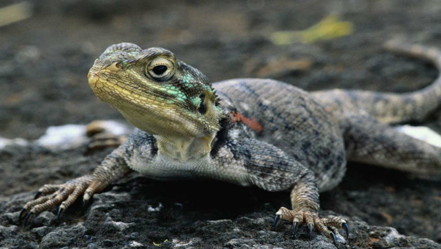 刺尾飞蜥和蝎子共处一个洞穴,蝎子是蜥蜴看守洞穴的宠物