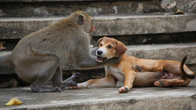 这猴子真是泼皮无赖,不断变着花样欺负狗狗,狗子气得嗷嗷叫!