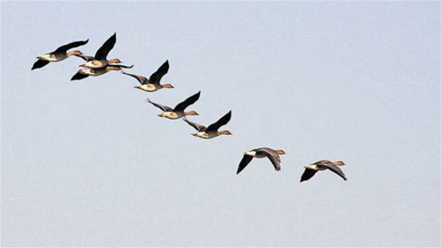 为什么大雁成群飞时,都喜欢排成一字型或人字形?看完涨知识了