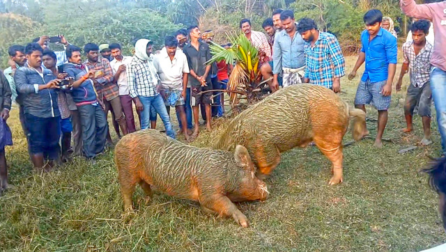 精彩的斗猪比赛!二师兄暴躁起来战斗力爆表