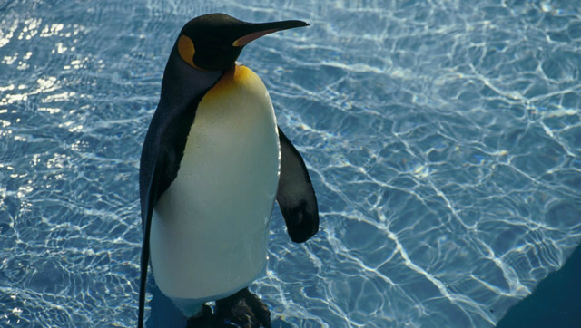 日本网红企鹅,游客顶着核辐射也要来看,救活濒临倒闭的动物园