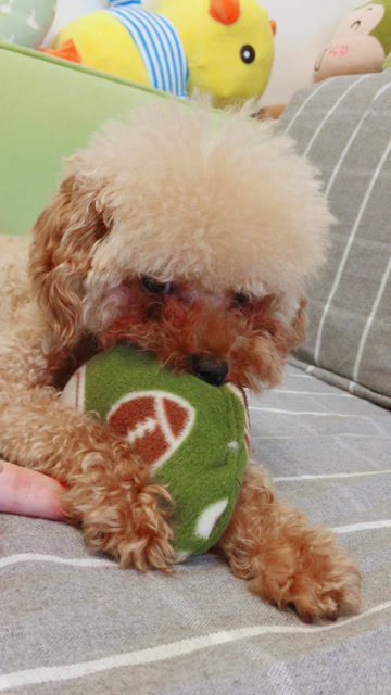 狗子的发呆日常