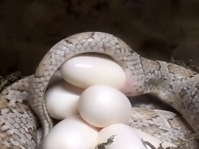 这是一条精致的玉米蛇产卵,产出来的竟然是这种东西!