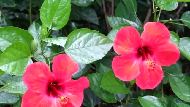 端午节 祁隆一首 又见山里红 好听极了